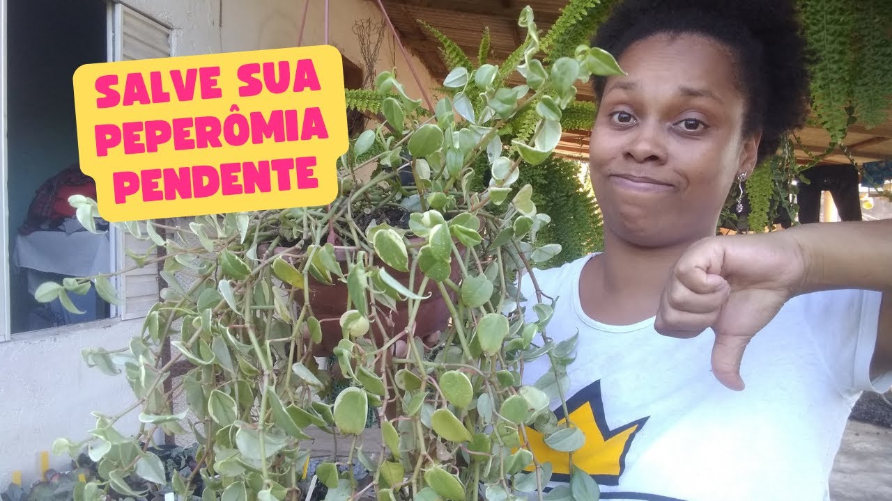 VEJA ESSE VIDEO E SALVE SUA PEPEROMIA PENDENTE/PEPERÔMIA SCANDENSE