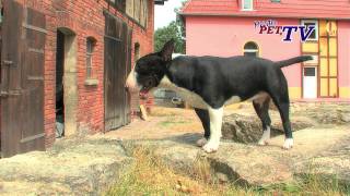 Miniature Bull Terrier: Informationen zur Rasse