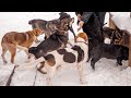 Как собаки и кошки встречают работника приюта  Влог Дари добро Нск Новые животные и наши будни