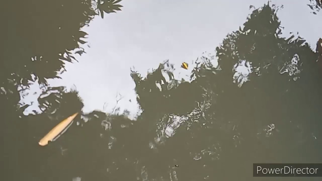 Mancing ikan wader | 2020 