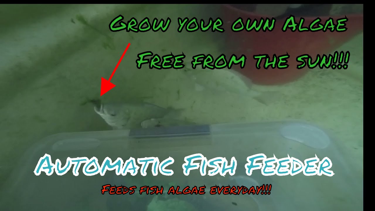 Automatic fish feeder: See how this Aquaponic system automatically feeds its fish