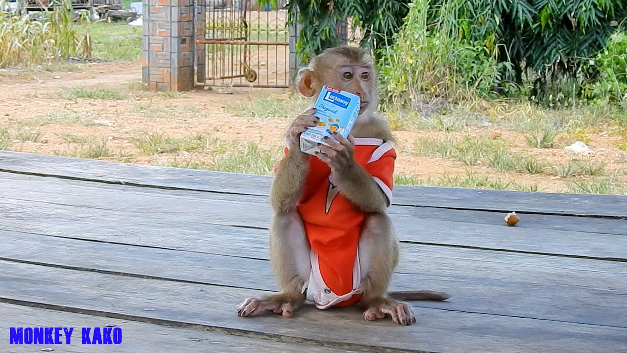 Smart Monkey Kako Drinking Lactasoy Milk And Riding Motorbike