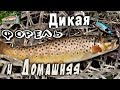 Форель дикая и домашняя. Рыбалка в Ленинградской области. Май 2020.