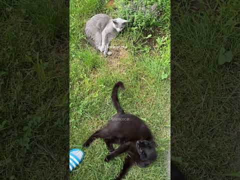 Catmint: Gini and the black cat #cat