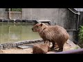 2018年7月 カピバラ親子  in  浜松市動物園 の動画、YouTube動画。