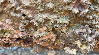 Barnacles removal satisfying ASMR (episode 537)