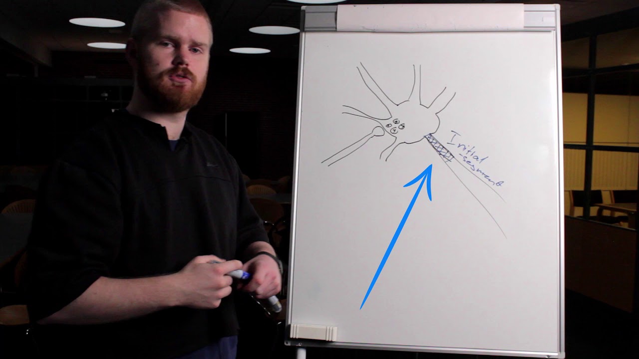 Temporal og spatial summation - YouTube