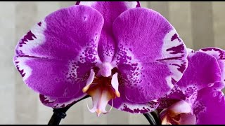 Приехали редкие  орхидеи на продажу Сакрифайс, Тулон, Викторио,  Дасти Бель, Клубничный  Пирог ....