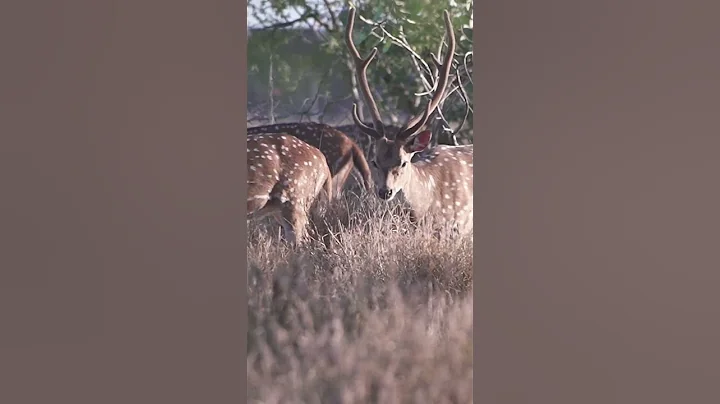 Hawaii Axis Deer: A Hunt I’ll Never Get Tired Of