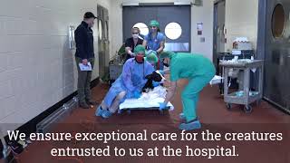 Cornell Vet's Giving Day 2021 - For animals, people and the planet