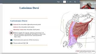 Kinesiology For Massage Therapists Latissimus Dorsi And Teres Major