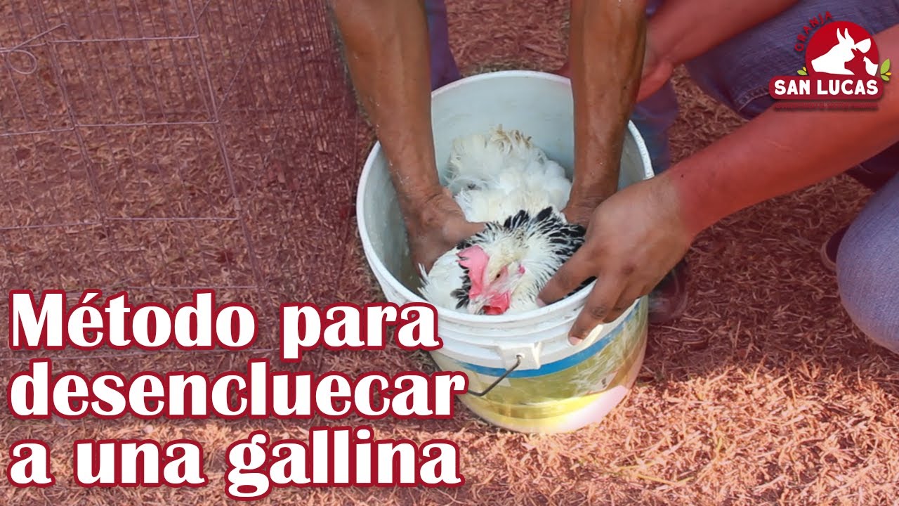 ¿Cómo quitarle lo clueca a una gallina? | Granja San Lucas - YouTube