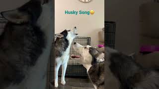 Mars & XiXi are singing a husky song together