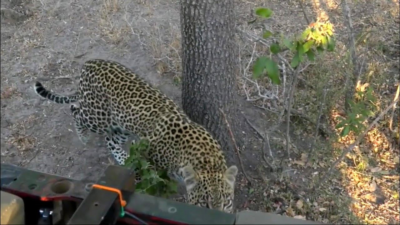 Safarilive So Happy Leopard Hosana Is Still Around Youtube
