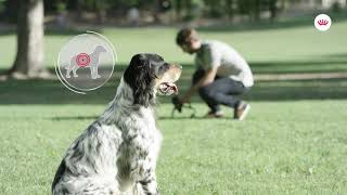 ROYAL CANIN® Digestive Care: It's time to go easy on your dog's gut screenshot 4