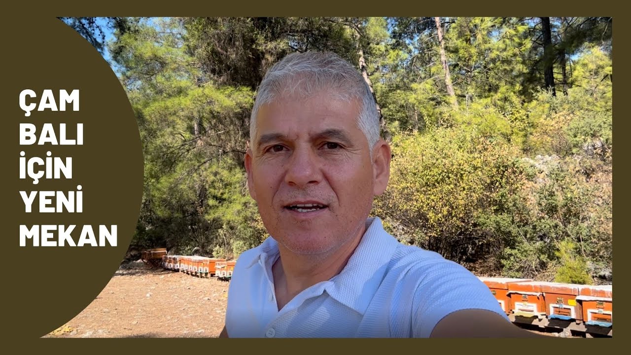 ÇAM BALI İÇİN YENİ MEKAN