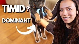 How to Pick from a Litter of Puppies | Personality Types | Part 1