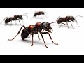 Bullet Ant: The Most Painful Sting on Earth? 