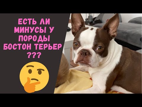 Плюсы и минусы породы Бостон Терьер | Всё о собке