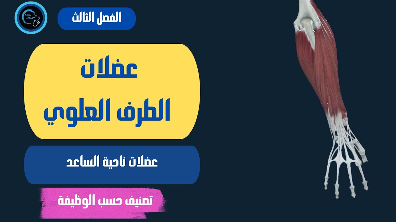 عضلات ناحية الساعد حسب وظيفتها | السنة التحضيرية | الفصل الثالث - YouTube