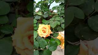 Coffee Rose Whatsapp Status Video Xiaomi Mi Note 7,7S,7Pro,8,8Pro,9,9Pro,9Pro Max,10,10Pro,10Max