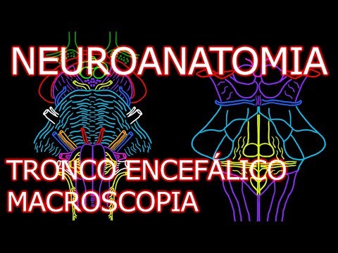 Vídeo: Anatomia, Função E Diagrama Do Pêndulo Cerebral - Mapas Do Corpo