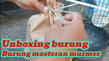 Unboxing burung masteran murah meriah