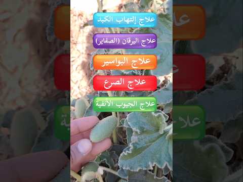 فوائد فقوس الحمير أو القثاء البري وطريقة العلاج به هذ دوائي