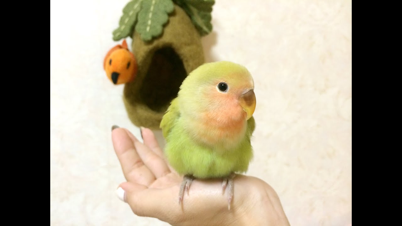 コザクラインコ もえちゃん １ Nanarium Youtube