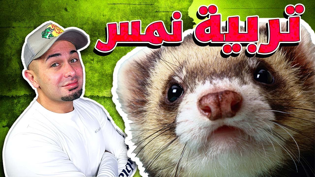طريقة تربية النمس وكل شي بتحتاجه للعناية فيه - Ferret Care Routine ...