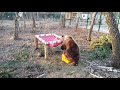 Что будет делать медведь, если в лесу встретит гамак? )))