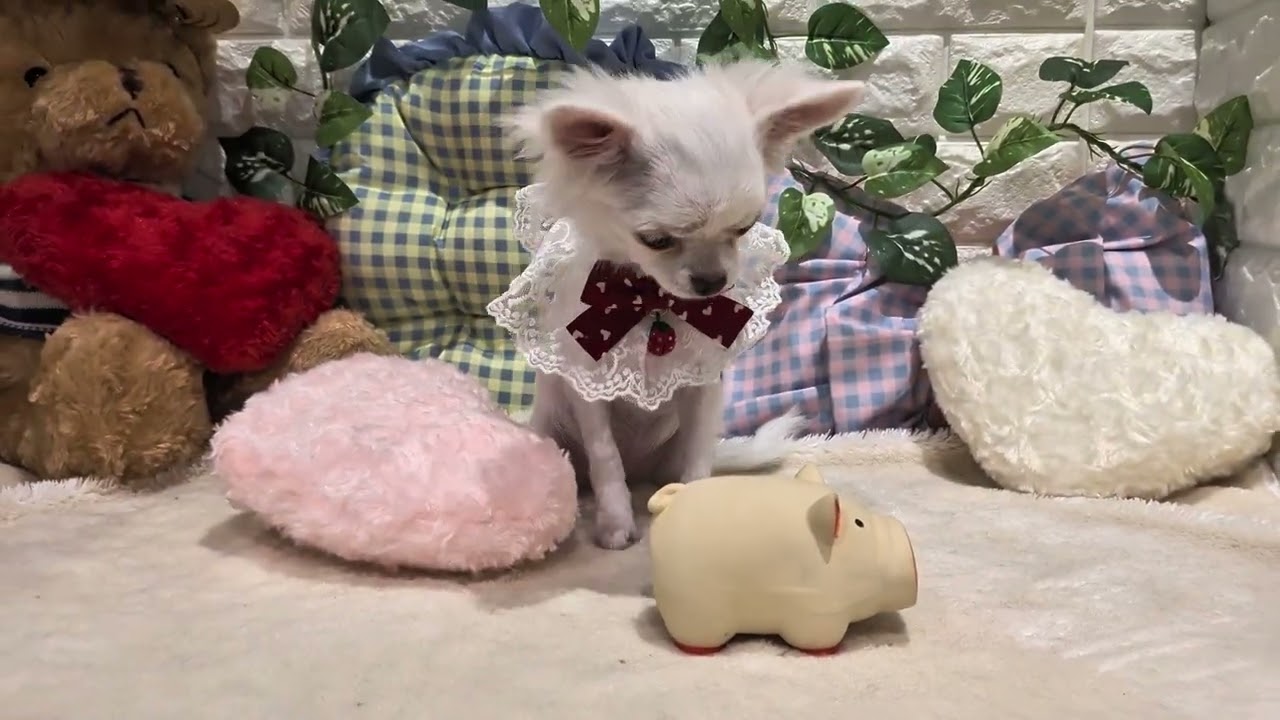 チワワの女の子😊2026/2/19生まれ🍰ペッツワン亀岡店🐶😸 - YouTube