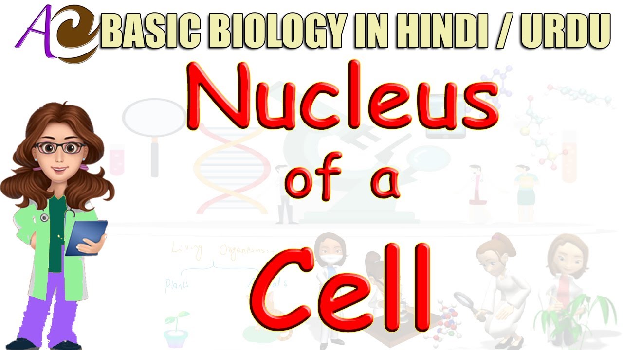 Nucleus of a Cell in Hindi / Urdu Basic Biology for Beginners YouTube