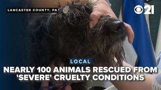 Animals receive second chance after rescue from 'severe' cruelty conditions