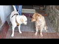 実家のゴールデンレトリバーと久しぶりに再会。今日こそは仲良くできるか。