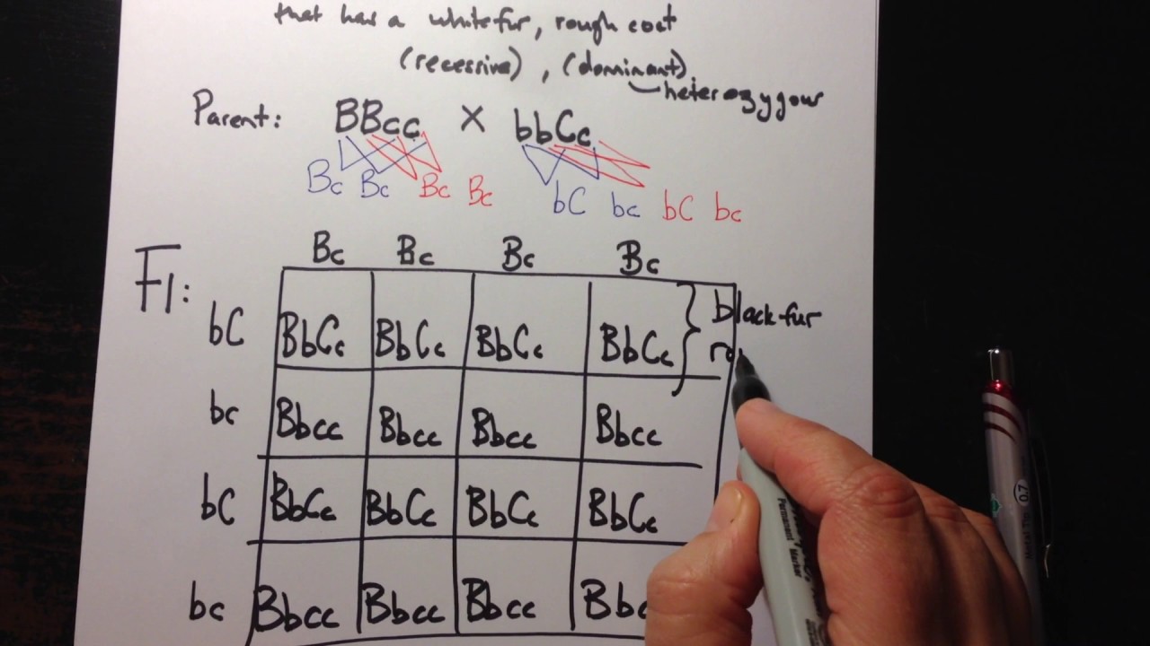 Dihybrid Crosses using a Punnett Square - YouTube