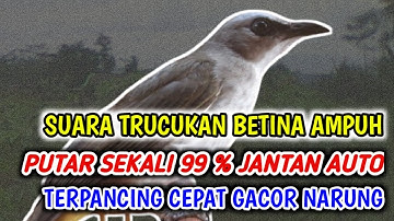 SUARA PANGGILAN TRUCUKAN BETINA PANCINGAN UNTUK JANTAN BAKALAN /OMBYOKAN dan MALAS BUNYI TRucukbahan