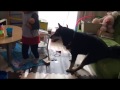子どもと柴犬 shiba inu