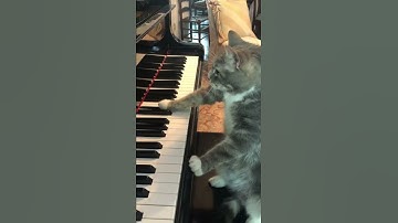Thumbnail of Cat plays Fur Elise on piano