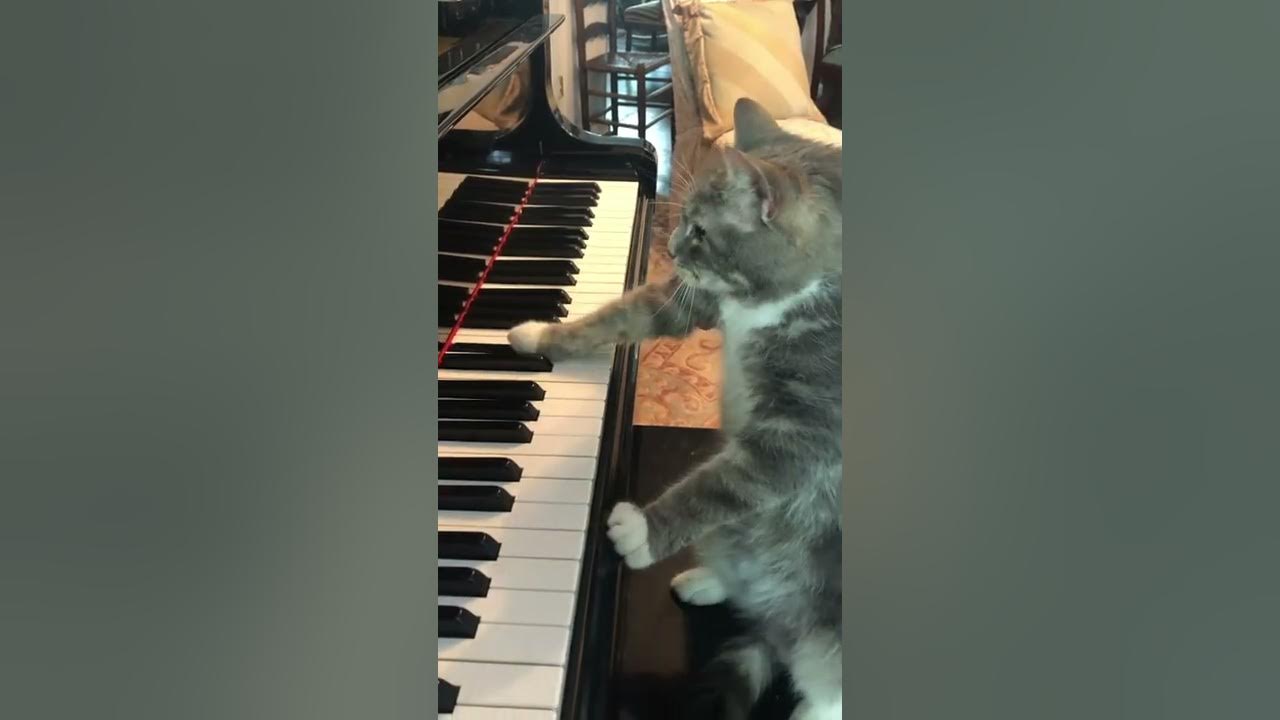 Cat plays Fur Elise on piano