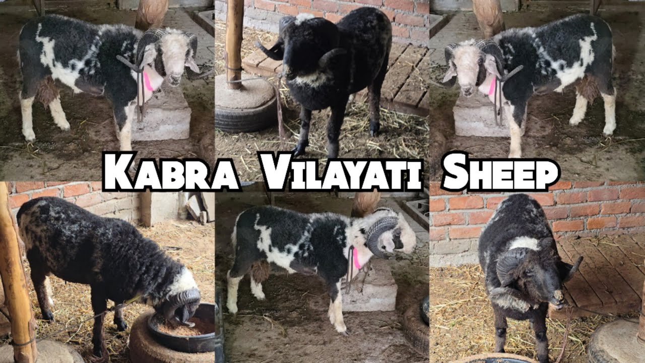 Heavyweight vilayati mende not available in Hyderabad bada bazar | kabra vilayati sheep's yaqutpura 