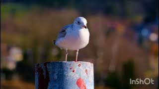 #gull birds,##gull sound video,#birds,#youtube,#தமிழில் சிறு வெண் காக்கை,#mrs.subscriber6891sp