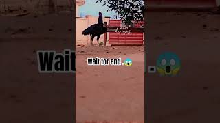 A Black high breed asiel chicken.(wait for end)|Wildlife Expo|