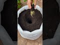 segredo para colher muito está na sua cozinha