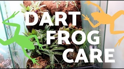 Poison Dart Frogs 101 (Setup & Care)