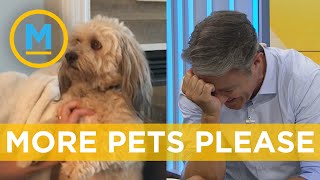 Dog standing and asking for pets caused our host to laugh uncontrollably  | Your Morning