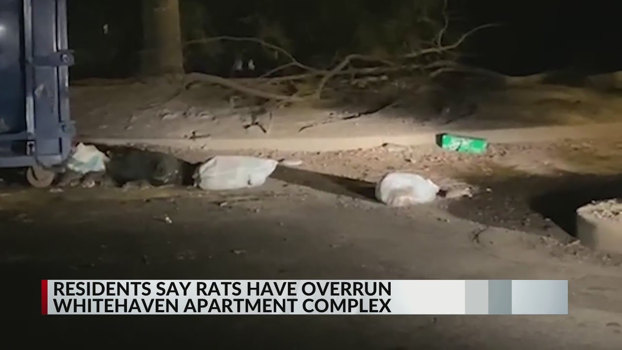 Rats in apartments YouTube