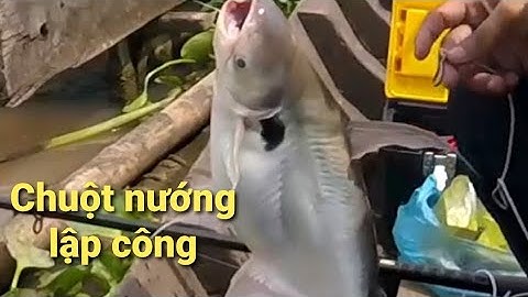 Câu cá dồ đém #2. Mồi chuột nướng