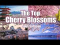 The Top Cherry Blossoms Spot in Japan: A Spring Time Journey