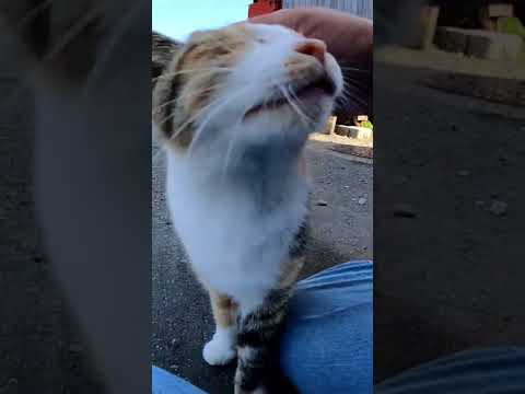 日本猫歩き猫島編。猫島で歓迎してくれる猫r#Shorts【野良猫】【感動猫】